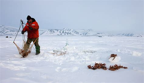 Massive Ice Loss In The Bering Strait Polarjournal