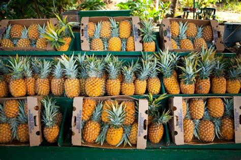 Things To Do In Maui Pineapple Tour A One Way Ticket