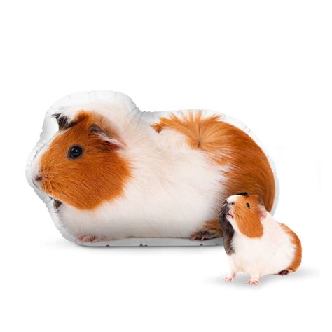 Custom Guinea Pig Shaped Pillows Made In Usa All About Vibe