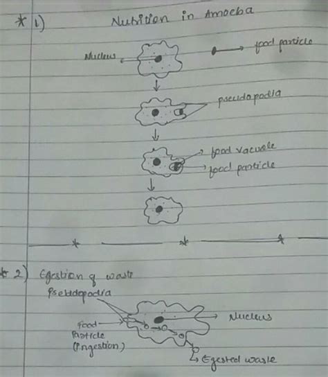 Describe The Process Of Nutrition In Amoeba Draw Labelled Diagram To Show The Various Steps In