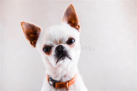 Angry Chihuahua Growling, 2 Years Old Stock Image - Image of chihuahua, nature: 14096201