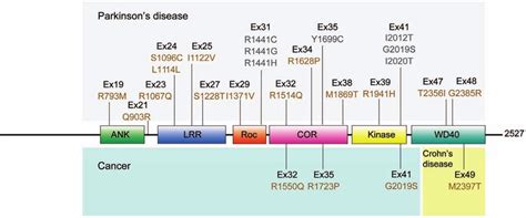 Schematic Representation Of The Domain Structure Of Lrrk2 And Coding