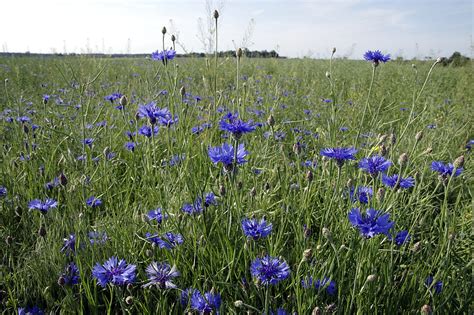 Kornblumen Blumen Feld Kostenloses Foto Auf Pixabay Pixabay