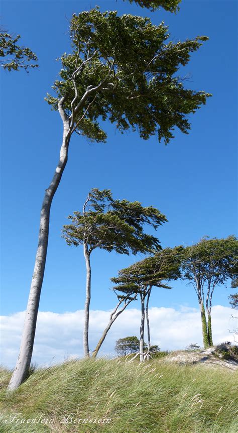 Windswept trees by FraeuleinBernstein on DeviantArt