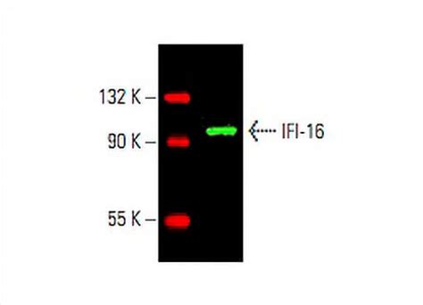 Anti-IFI-16 Antibody (1G7) | SCBT - Santa Cruz Biotechnology 