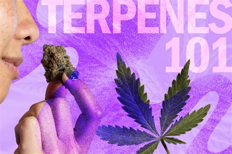 Cannabis Terpenes Benefits Effects And How To Choose