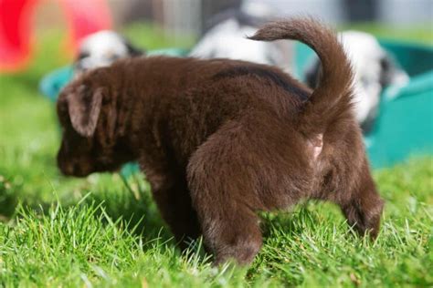 Cistitis en perros síntomas y tratamiento