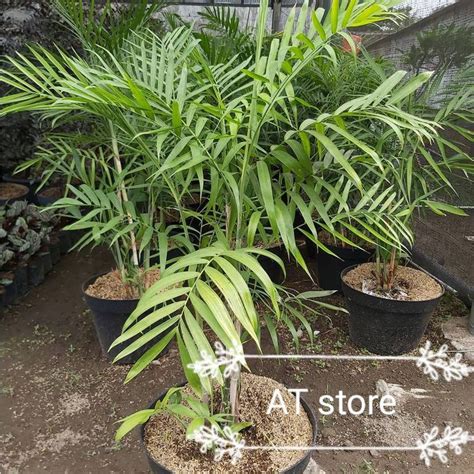 Jual Tanaman Indoor Palem Komodoria Plem Komodoria Shopee Indonesia