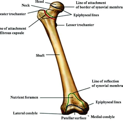 Anatomy of femur bone. | Download Scientific Diagram