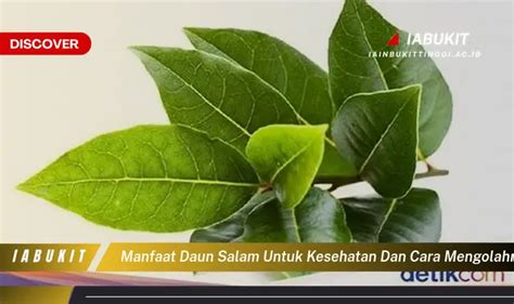 Ketahui 7 Manfaat Daun Salam Untuk Kesehatan Yang Wajib Kamu Tahu