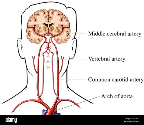 Blood Supply Of Brain Hi Res Stock Photography And Images Alamy