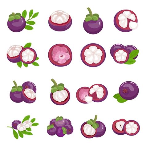 Conjunto de iconos de mangostán vector de dibujos animados fruta morada