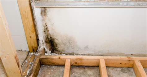 How To Kill Mold On Drywall Steps To Take If You Notice Mold Growth