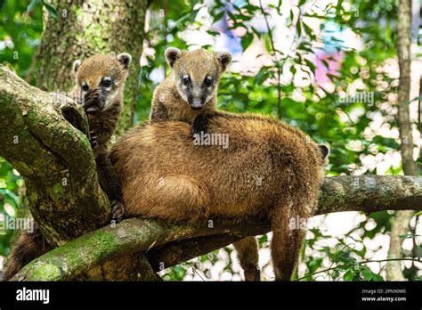 Family of South American Coati, Ring-tailed Coati, Nasua nasua at