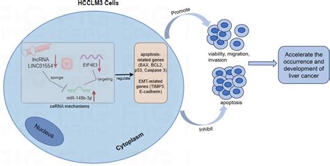 Long Non Coding Rna Linc Overexpression Suppresses Viability