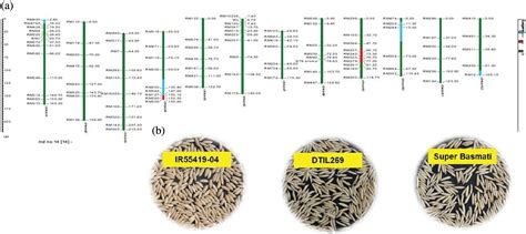 Phyton Free Full Text Introgression Of Drought Tolerance Into Elite