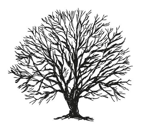 Árbol desnudo silueta de roble único boceto vectorial ilustración