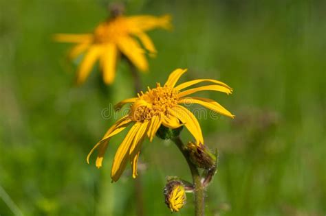 Arnica Montana Flower in Alpine Meadows. Stock Photo - Image of ...