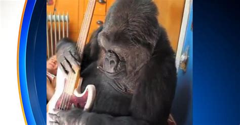 Koko The Gorilla Who Learned Sign Language Has Died Cbs Miami