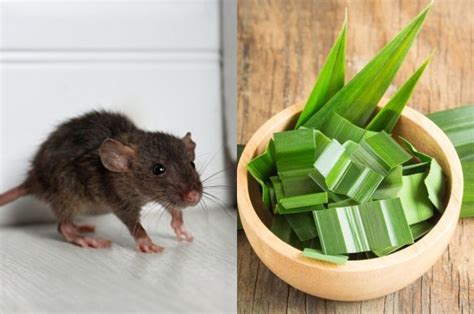 Cara Mudah Membuat Racun Tikus Dari Daun Pandan Ampuh Dan Bikin Cepat