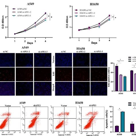 APE1 Promotes Cell Proliferation Of LUAD Cells In Vitro A549 And H1650