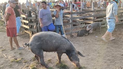 Feira De Su Nos Em Caruaru Pe Al M De Caprinos E Ovinos