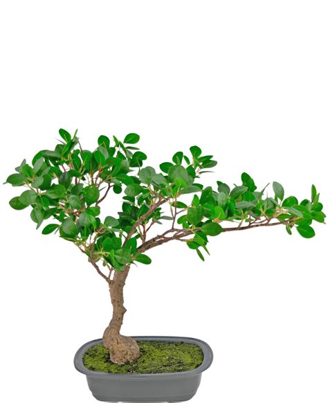 Kunstig Plante Bonsai Ficus 40 Cm Ambiplants No