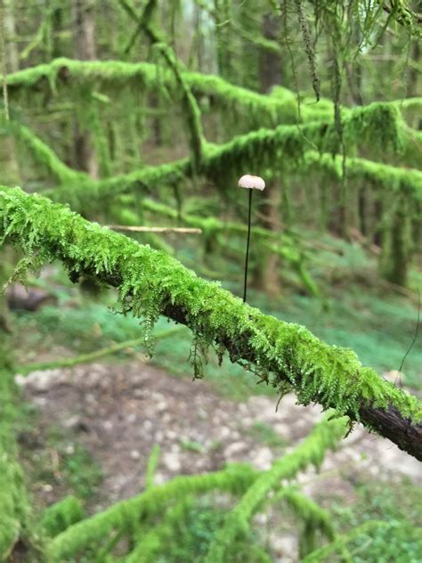 Free Images Tree Nature Wilderness Branch Leaf Flower Moss