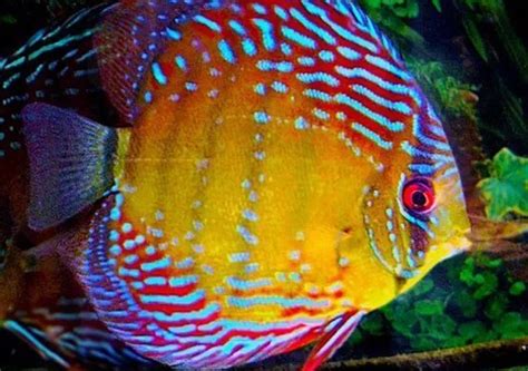 Fancy Discus Sydney Exotic Aquariums