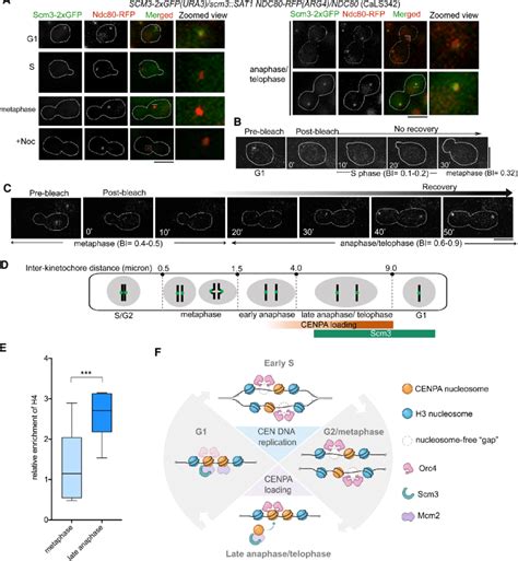 Scm Loads Cenpa During Late Anaphase Telophase In C Albicans A