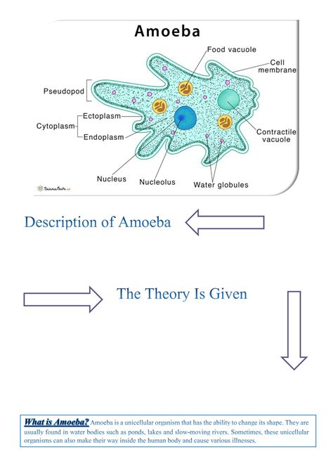 Contractile Vacuole Amoeba