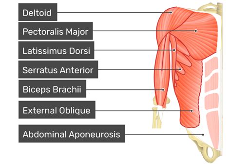 Obliques Anatomy - Anatomical Charts & Posters