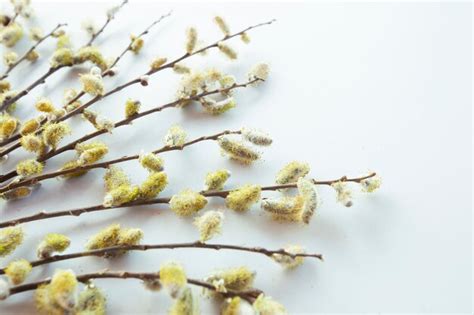 Branches Of Pussy Willows On White Background Flat Lay Top View