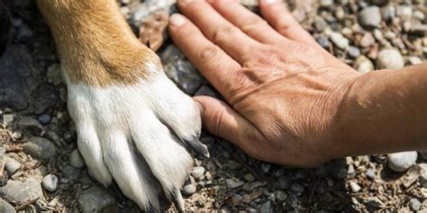 Cómo limpiar las patas de mi perro 5 pasos que todo dueño debe hacer