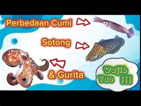 Wajib Tau Inilah Perbedaan Cumi Sotong Dan Gurita Youtube