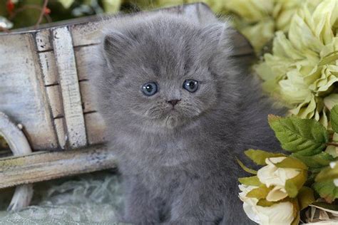 solid blue teacup persian kitten grey kitten persian kittens cat