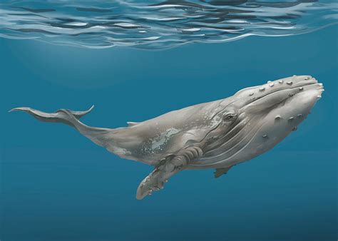 whale images  hd backgrounds pngs vectors illustrations