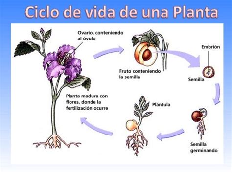 Ciclo De Vida De Las Plantas Con Flor