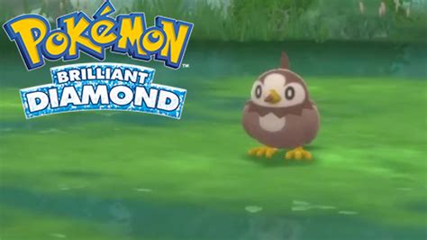 Shiny Starly In Brilliant Diamond Safari Week Youtube