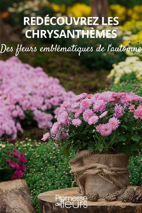 Red Couvrez Les Chrysanth Mes Des Fleurs Embl Matiques De L Automne