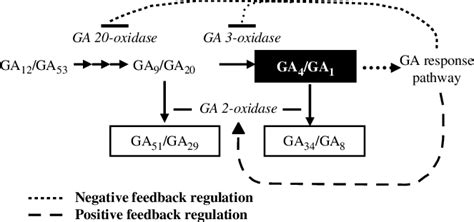 Gibberellin Metabolic Pathway Showing Gibberellin 20 3and 2 Oxidation