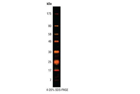 Prestained Protein Marker Broad Range Premixed Format Cell