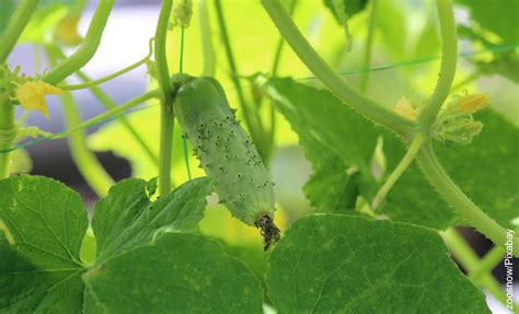 Cómo cultivar pepino en maceta Aprende a hacerlo en casa Vibra