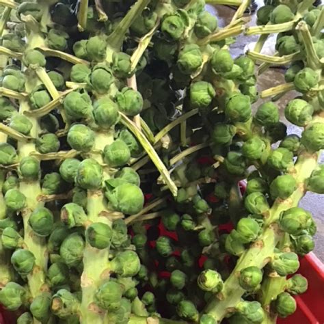 Brussel Sprouts - Happy Hollow Farm