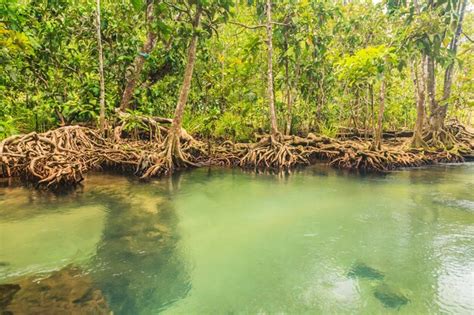 Premium Photo | Mangrove forests