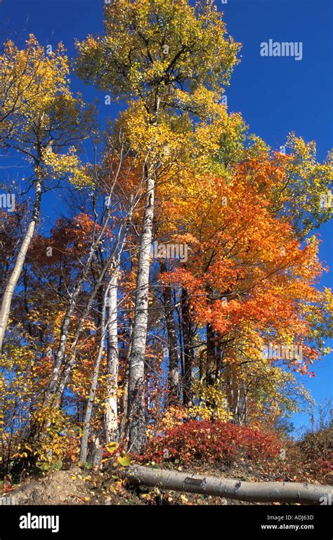 Poplar And Maple Trees In Full Fall Foliage With A Poplar Tree Fallen