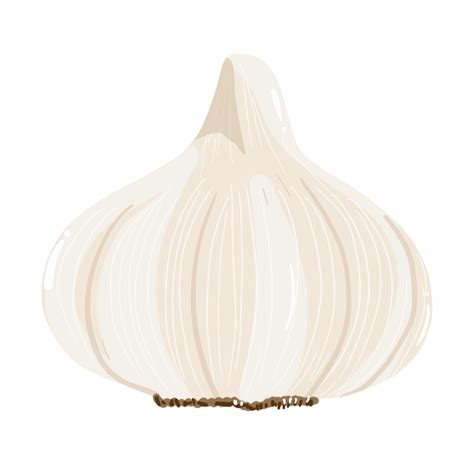 Garlic PNG Clipart 27146569 PNG