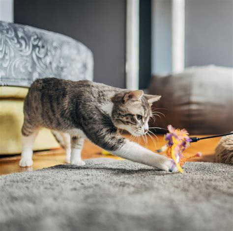 The surprising health benefits of choosing cats for adoption 28