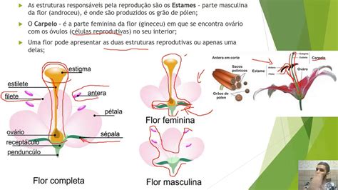 CIÊNCIAS - GUSTAVO - 7° ANO - ÓRGÃOS REPRODUTORES DAS PLANTAS - 07 DE ...