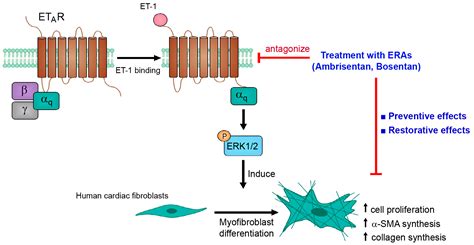 Endothelin 1 Induces Cell Proliferation And Myofibroblast Differentiation Through The Etargαq